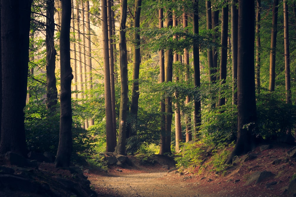 Soft golden light through a quiet forest